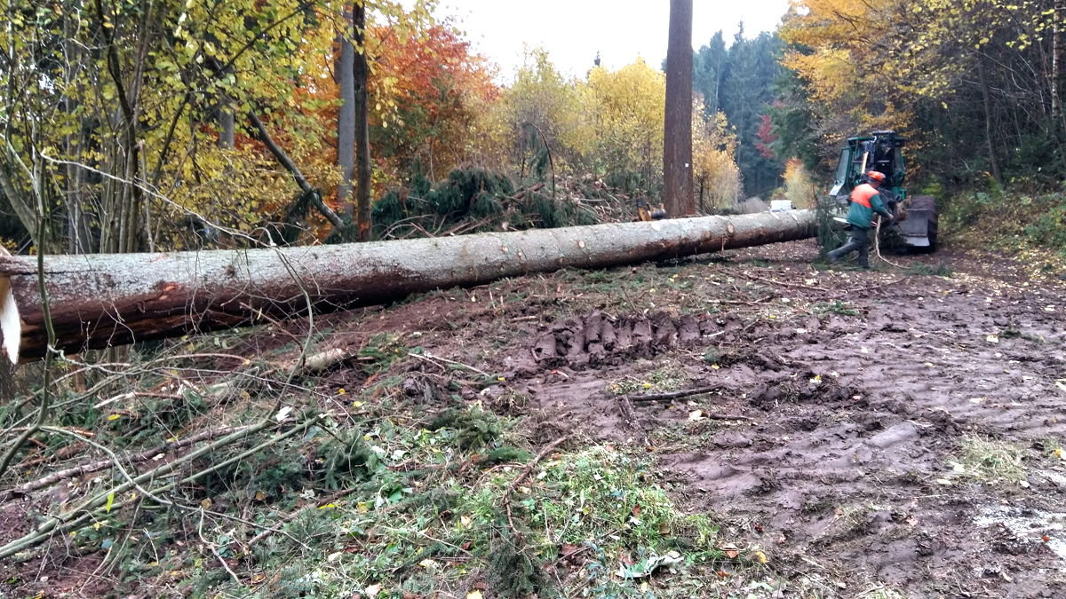 Bild für die Leistung "Forstservice". Gefällter Baum liegt auf Waldweg.